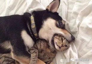 早期狗子爆料视频播放  第1张